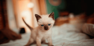 El secreto de los gatos para siempre caer de pie