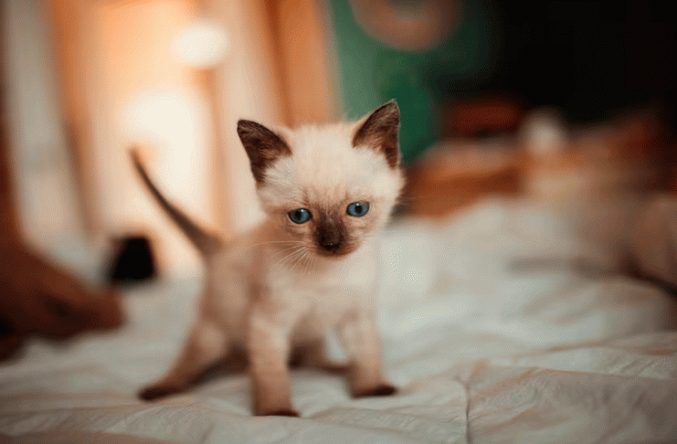 El secreto de los gatos para siempre caer de pie