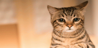 Maullidos sin hambre: por qué tu gato sigue pidiendo atención