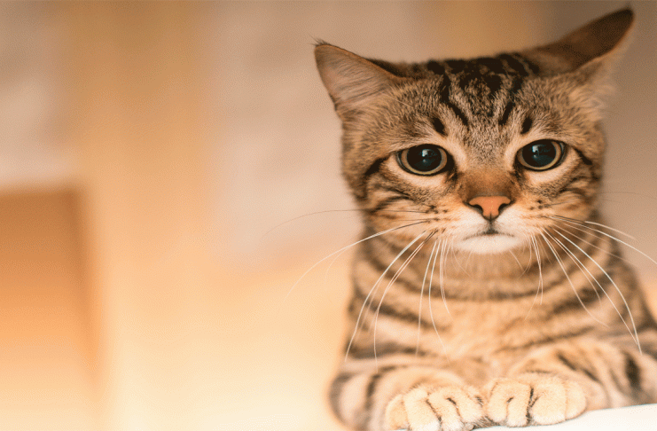 Maullidos sin hambre: por qué tu gato sigue pidiendo atención