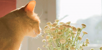 10 plantas que pueden ser mortales para tu gato en casa