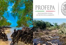 Profepa denuncia daños a humedal en San Blas; señalan tala ilegal de mangle