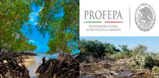 Profepa denuncia daños a humedal en San Blas; señalan tala ilegal de mangle