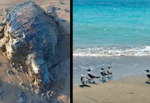 Derrame de petróleo impacta costas y provoca aumento de fauna marina muerta