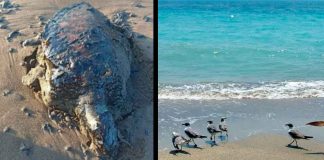 Derrame de petróleo impacta costas y provoca aumento de fauna marina muerta