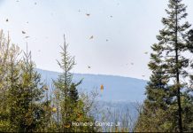 Santuarios de la Mariposa Monarca estarán abiertos hasta el último día de marzo