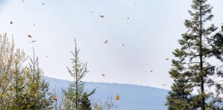 Santuarios de la Mariposa Monarca estarán abiertos hasta el último día de marzo
