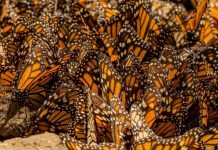¡Se acaba el tiempo! Última oportunidad para visitar los santuarios de la Mariposa Monarca