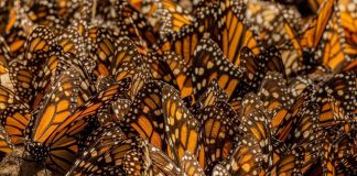 ¡Se acaba el tiempo! Última oportunidad para visitar los santuarios de la Mariposa Monarca