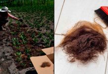 Agricultores usan cabello humano para sembrar y ahorrar agua