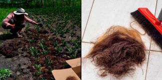 Agricultores usan cabello humano para sembrar y ahorrar agua