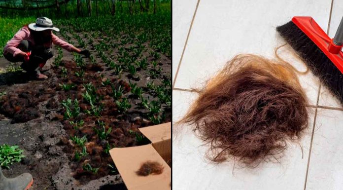 Agricultores usan cabello humano para sembrar y ahorrar agua