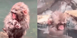 #VIDEO /Punch busca a su peluche perdido y conmueve a las redes