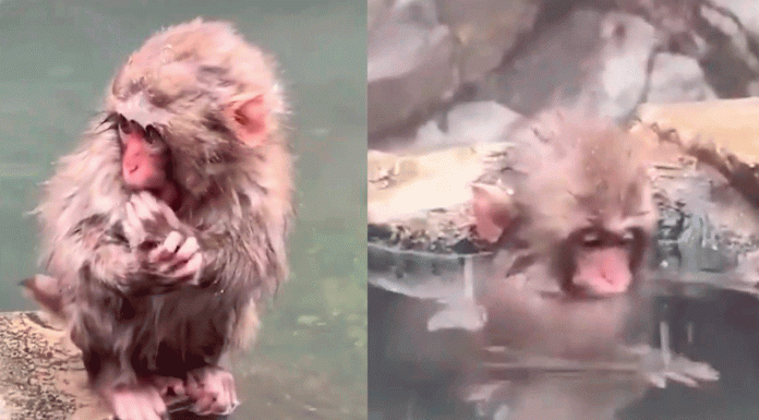 #VIDEO /Punch busca a su peluche perdido y conmueve a las redes