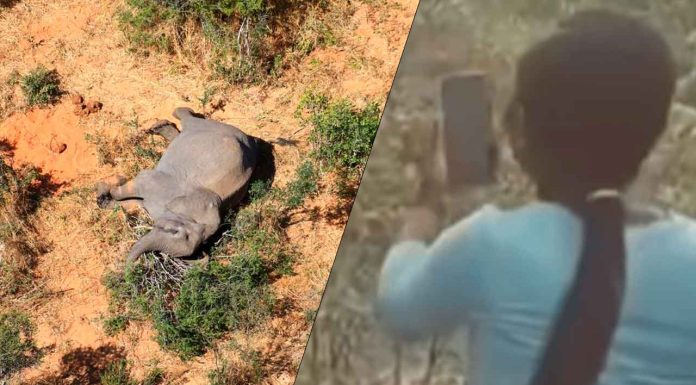 Creyó que el elefante estaba muerto y se acercó para una foto; el desenlace fue fatal