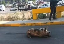 #VIDEO // Cerditos caen de camión y se fugan, bloqueando el tránsito en el Edomex