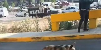 #VIDEO // Cerditos caen de camión y se fugan, bloqueando el tránsito en el Edomex