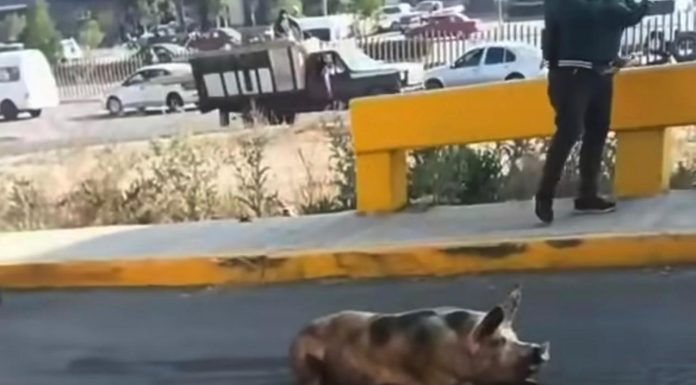 #VIDEO // Cerditos caen de camión y se fugan, bloqueando el tránsito en el Edomex