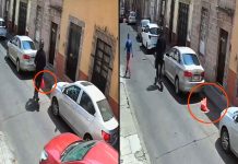 #VIDEO // Sujeto abandona a un gatito en una bolsa en pleno Centro Histórico de Morelia