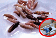 Detectan primer caso humano de gusano barrenador en Edomex