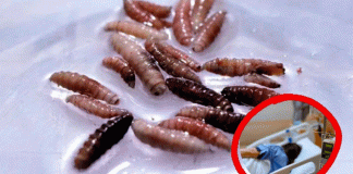 Detectan primer caso humano de gusano barrenador en Edomex