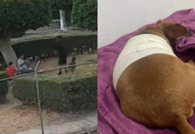 Muere perrita tras brutal ataque; dueña pide que el caso no quede impune