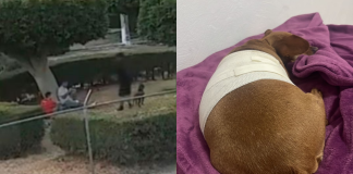Muere perrita tras brutal ataque; dueña pide que el caso no quede impune