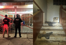 Rescata FGE a 29 perros en condiciones extremas de maltrato en Sahuayo; hay una detenida