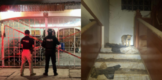 Rescata FGE a 29 perros en condiciones extremas de maltrato en Sahuayo; hay una detenida