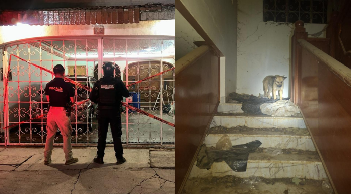 Rescata FGE a 29 perros en condiciones extremas de maltrato en Sahuayo; hay una detenida