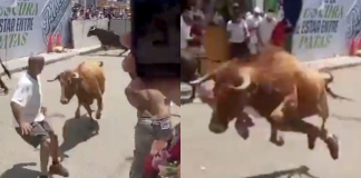 #VIDEO // Hombre es embestido por toro durante pamplonada en Perú