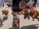 #VIDEO // Hombre es embestido por toro durante pamplonada en Perú