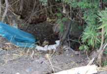 Hallan restos humanos desmembrados en camino de Zamora