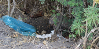Hallan restos humanos desmembrados en camino de Zamora