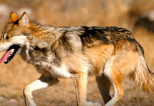 Lobo mexicano vuelve a Durango tras 50 años de ausencia en la naturaleza