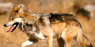 Lobo mexicano vuelve a Durango tras 50 años de ausencia en la naturaleza