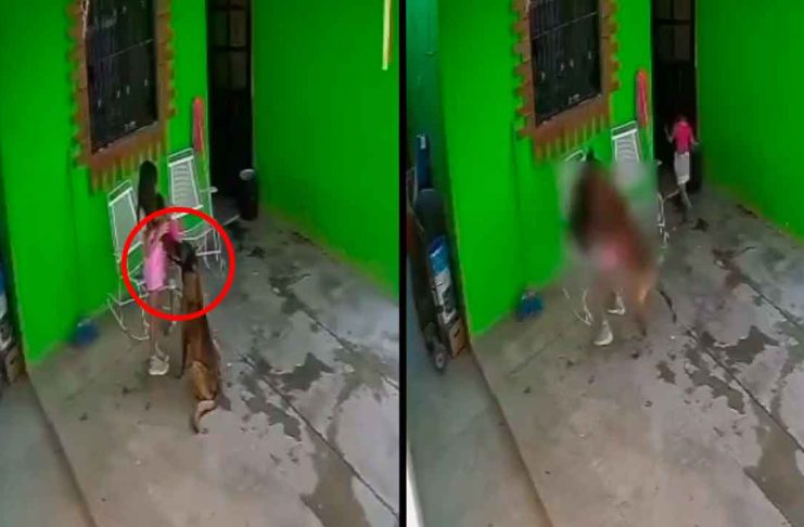 VIEDEOFUERTE// Brutal ataque de perro deja a niña con 68 puntos de sutura