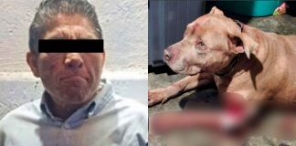 IMAGENEN FUERTE// Sujeto apuñala a los perros de su padre para “desquitarse” tras una discusión