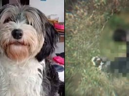 #VIDEO FUERTE //Hombre es captado abusando sexualmente de una perrita