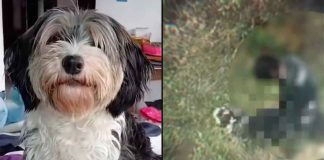 #VIDEO FUERTE //Hombre es captado abusando sexualmente de una perrita