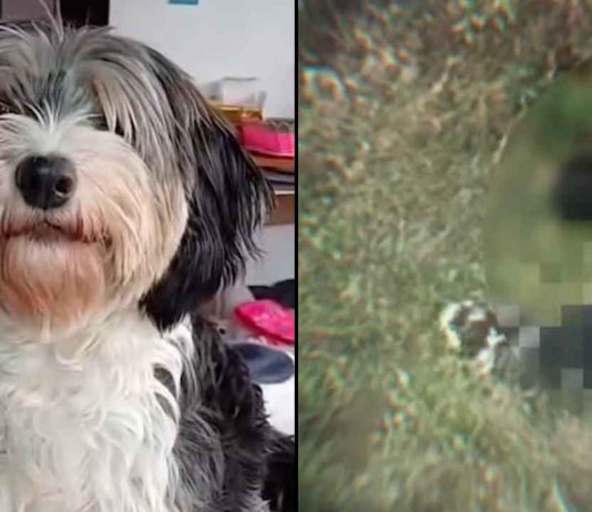 #VIDEO FUERTE //Hombre es captado abusando sexualmente de una perrita