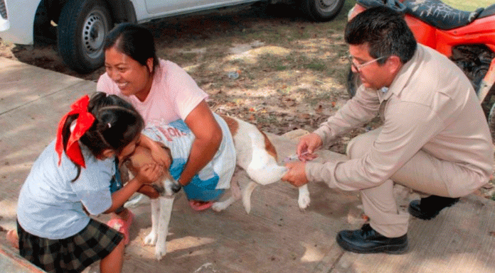 Niña se vuelve viral por tapar los ojos a su perrito durante vacuna antirrábica