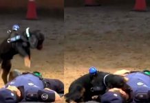 #VIDEO ¡Perrito policía salva vidas! “Paco” sorprende con maniobras de primeros auxilios