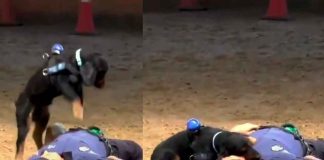 #VIDEO ¡Perrito policía salva vidas! “Paco” sorprende con maniobras de primeros auxilios