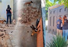 Rescata FGE cuatro perros víctimas de maltrato durante cateo en Tarímbaro