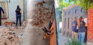 Rescata FGE cuatro perros víctimas de maltrato durante cateo en Tarímbaro