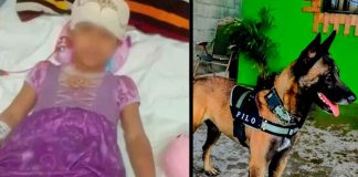 #VIDEO #SEGUIMIENTO // Caso “Pilo”: ordenan sacrificar al perro tras brutal ataque a niña en Coahuila