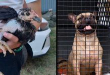 Rescata FGE a 21 animales que se encontraban en condiciones vulnerables en un domicilio de Morelia