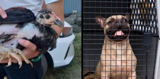 Rescata FGE a 21 animales que se encontraban en condiciones vulnerables en un domicilio de Morelia