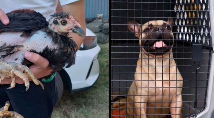 Rescata FGE a 21 animales que se encontraban en condiciones vulnerables en un domicilio de Morelia